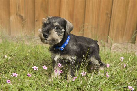 This German pooch is well known for its furry face sporting an adorable moustache and bushy brows. . Miniature schnauzer puppies 400